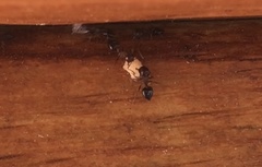 Crematogaster cerasi