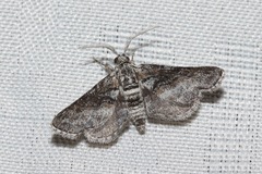Prionomelia