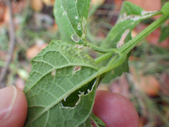 Calycomyza melantherae