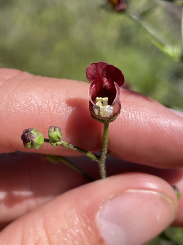 iNaturalist observation photo of California beeplant