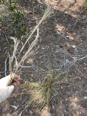 Andropogon floridanus