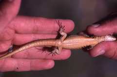 Podarcis pityusensis ratae