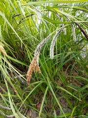Carex