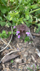 Lamium purpureum