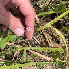 Mecardonia acuminata