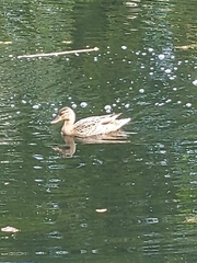 Anas platyrhynchos