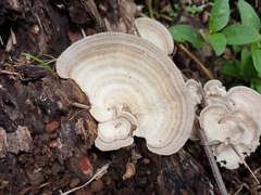 Trametes menziesii