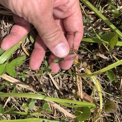 Mecardonia acuminata