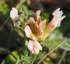 Astragalus monspessulanus monspessulanus