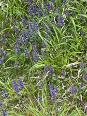 Ajuga reptans