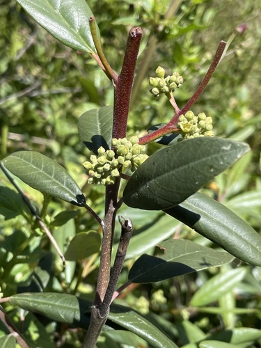 iNaturalist observation photo of coffeeberry