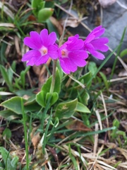 Primula glaucescens