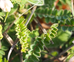 Astragalus monspessulanus monspessulanus