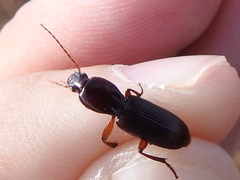 Stenomorphus californicus rufipes