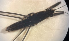 Aquarius nebularis