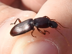 Stenomorphus californicus rufipes