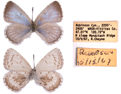 Celastrina asheri