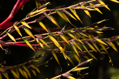 Vriesea philippocoburgi