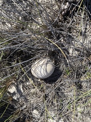 Struthioniformes