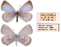 Celastrina asheri