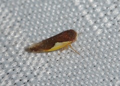 Norvellina flavida