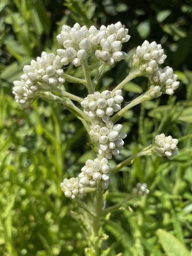 iNaturalist observation photo of California cudweed