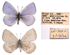 Celastrina asheri