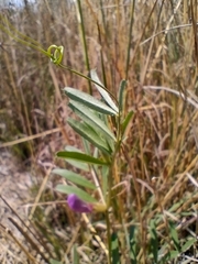 Vicia sativa segetalis