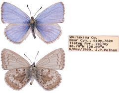 Celastrina asheri