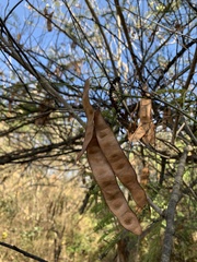 Senegalia macilenta