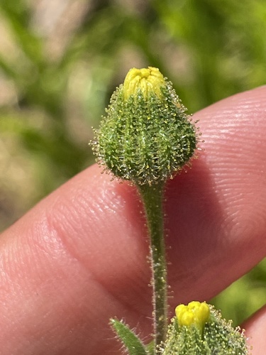 iNaturalist observation photo of grassy tarweed