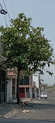 Magnoliopsida
