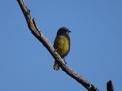 Anthoscopus minutus gigi