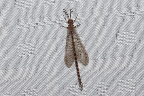 Brachynemurus sackeni