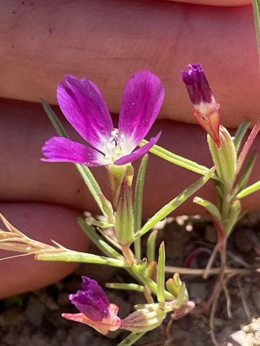 iNaturalist observation photo of Winecup Clarkia