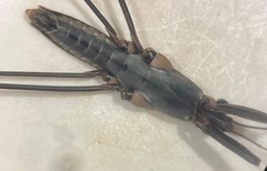 Aquarius nebularis