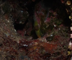 Priolepis aureoviridis