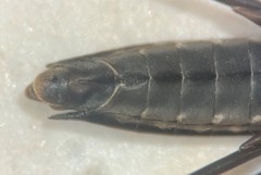 Aquarius nebularis