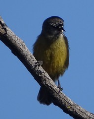 Anthoscopus minutus gigi