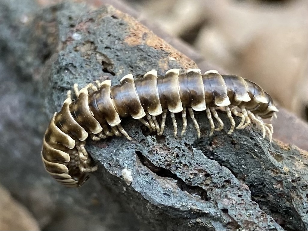 Loam-dwelling Twisted-Claw