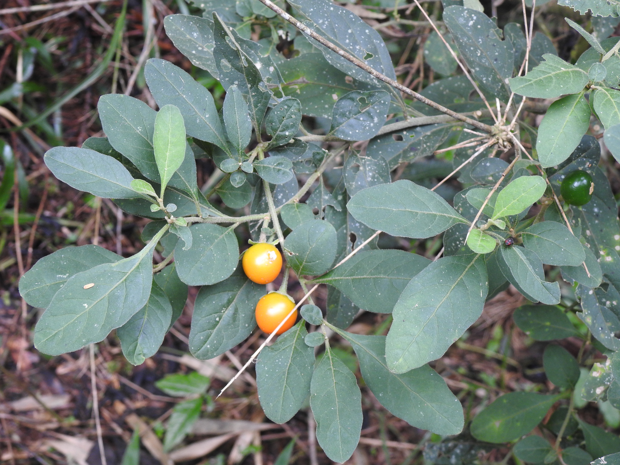 Solanum pseudocapsicum