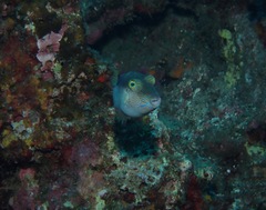 Canthigaster epilampra