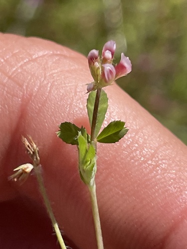 iNaturalist observation photo of Notchleaf Clover