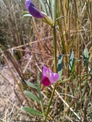 Vicia sativa segetalis