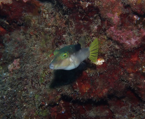 Lantern toby (Canthigaster epilampra) — Tetraodontidae — 5
