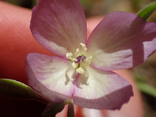 iNaturalist observation photo of Chaparral Clarkia