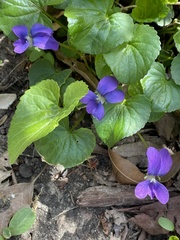 Viola sororia