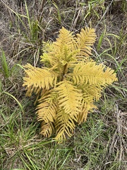 Araucaria columnaris