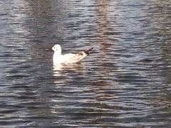 Chroicocephalus serranus