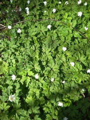 Anemonoides nemorosa